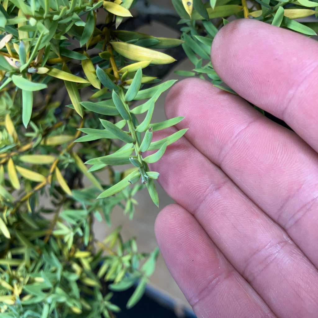 Pinching? And its role in Podocarpus Tōtara&nbsp;Bonsai.