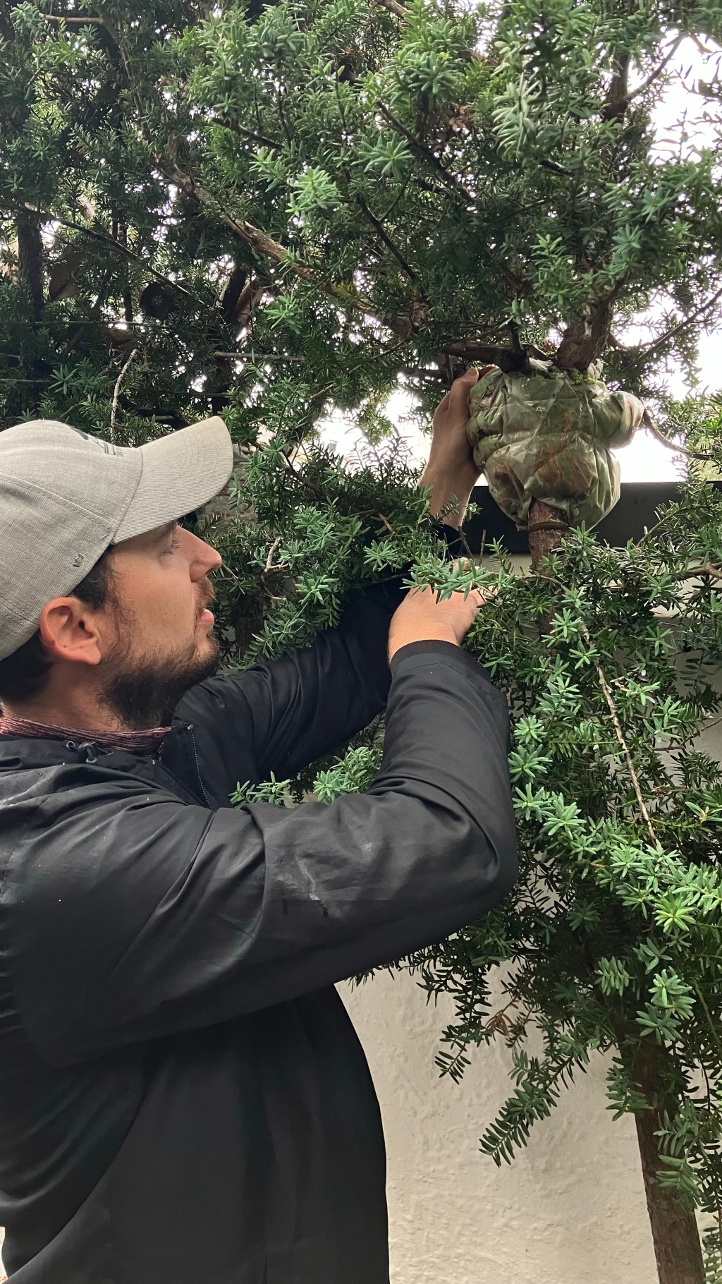 Air-layering Podocarpus Tōtara and what we’ve&nbsp;reaffirmed.