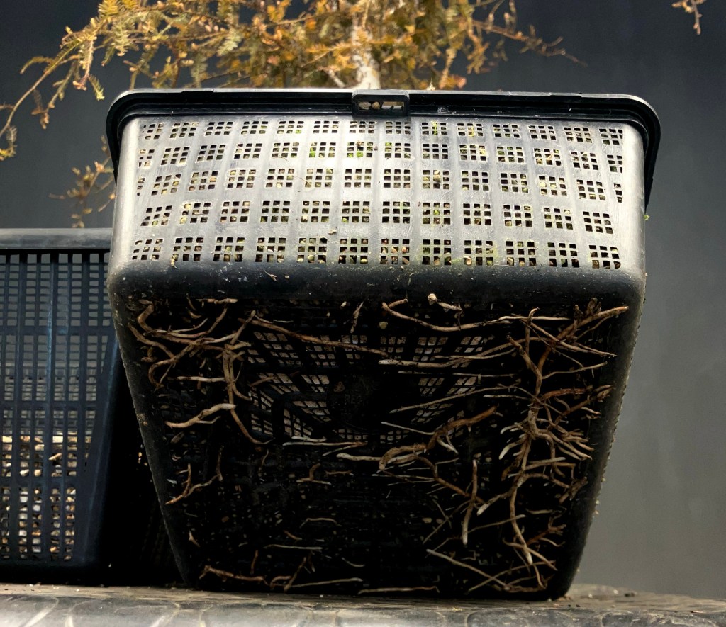 Up-potting made easy for trees in&nbsp;development.