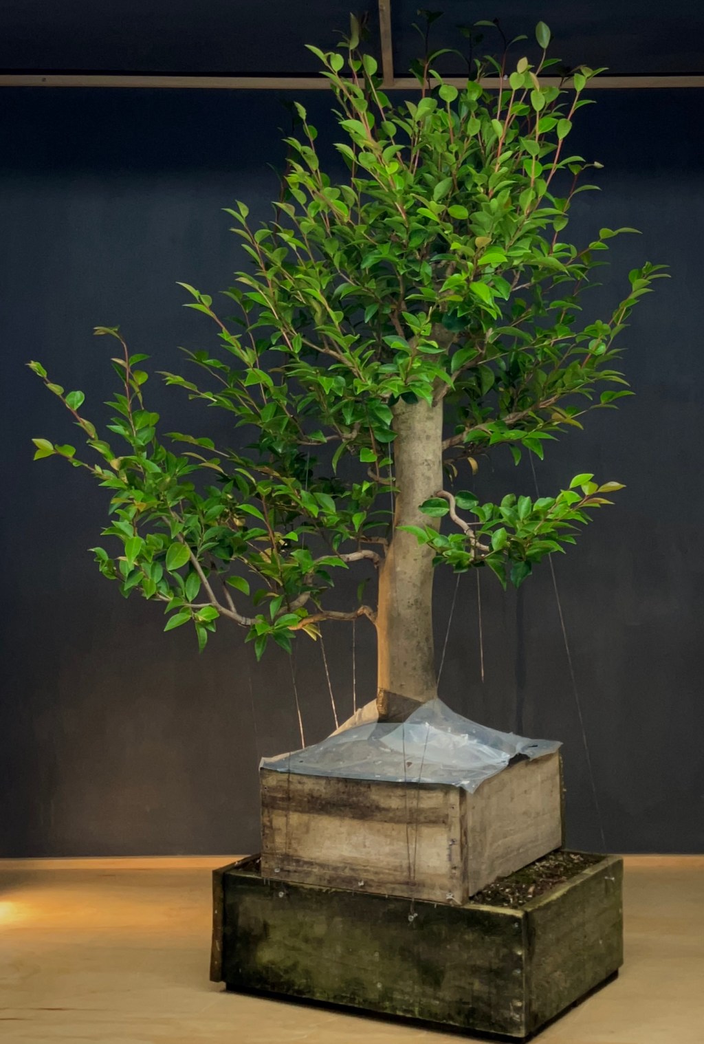 The flower tower! Ground-layering a&nbsp;Camelia.