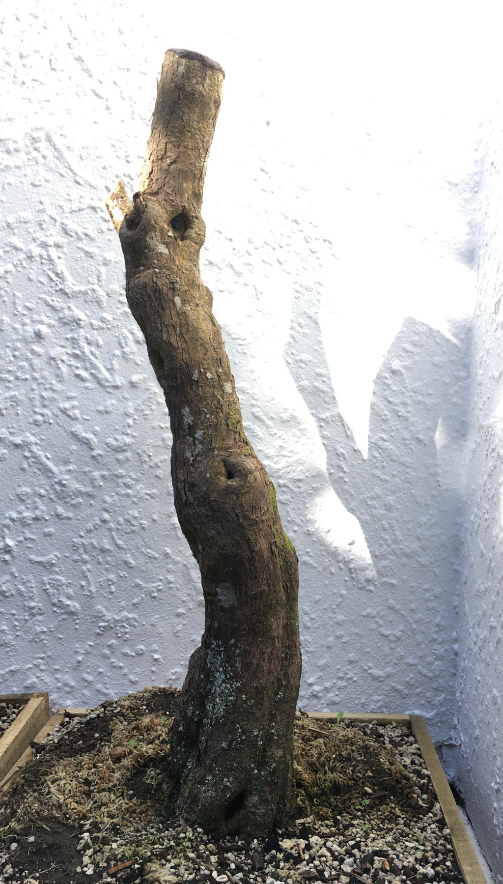 A stump, 4 years&nbsp;in.