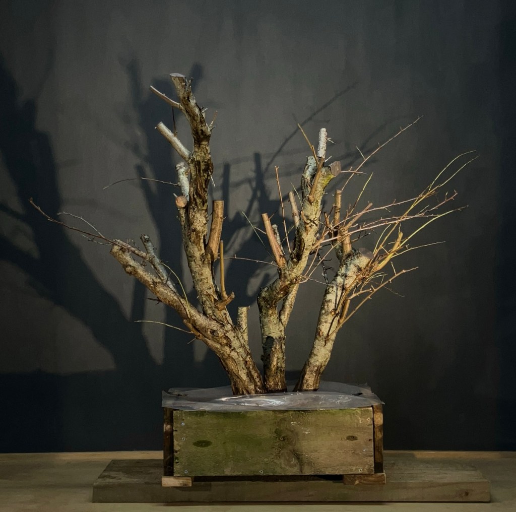 The Allure that is&nbsp;Prunus!