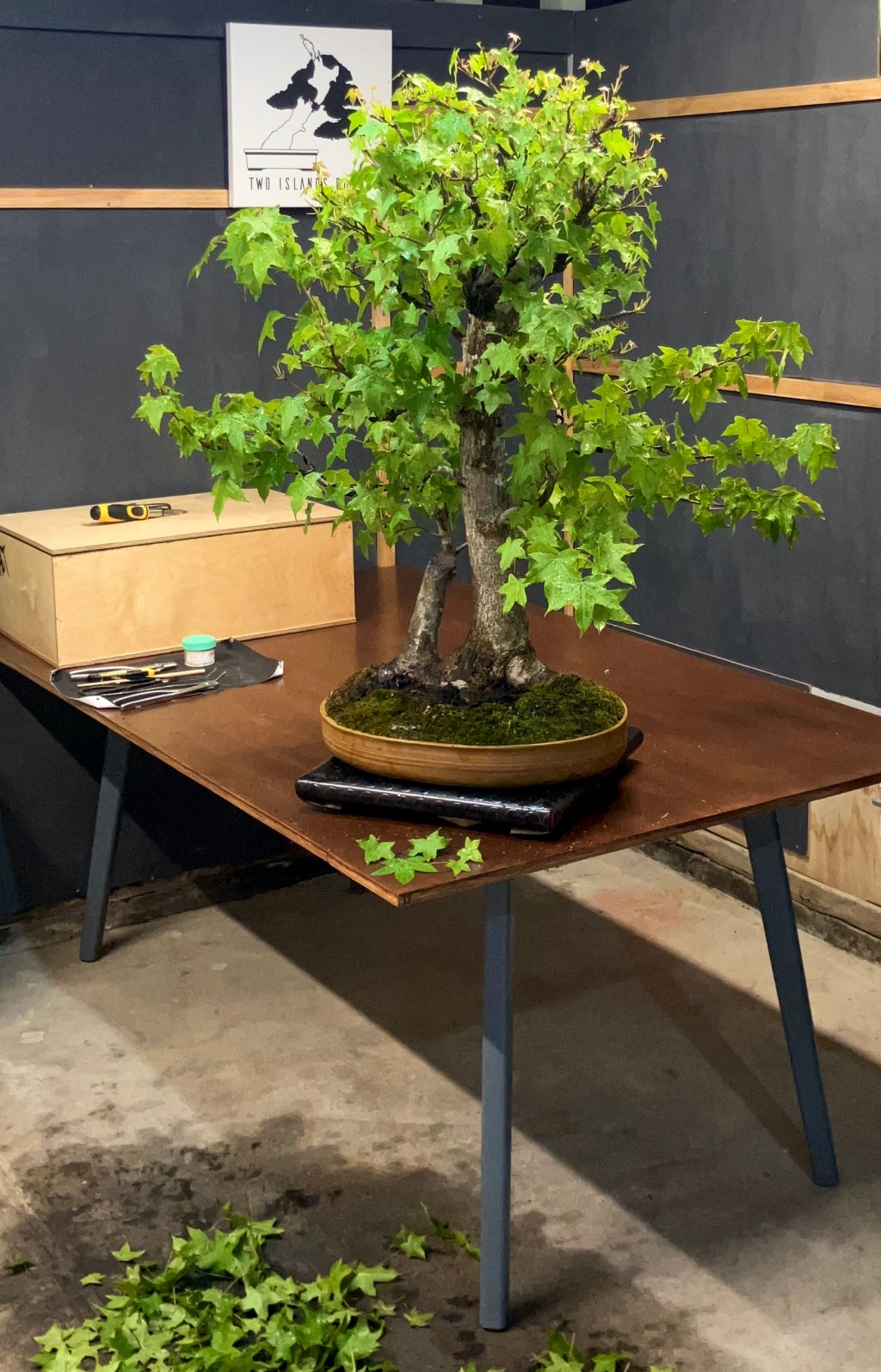 What’s in the workshop? – Partial defoliation of a Liquid&nbsp;Amber.