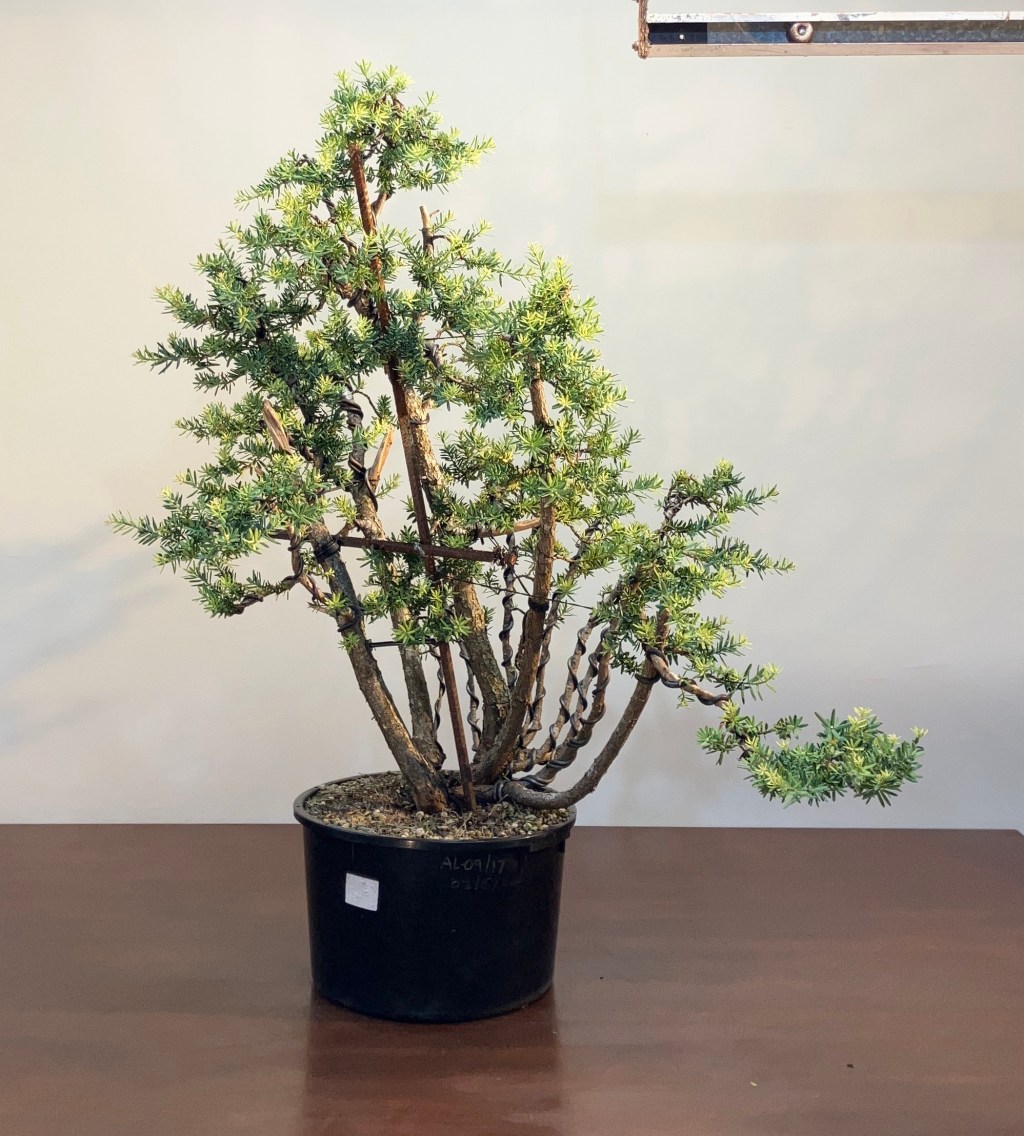 Master these 2 techniques and the sky is the limit for creating Podocarpus&nbsp;bonsai!