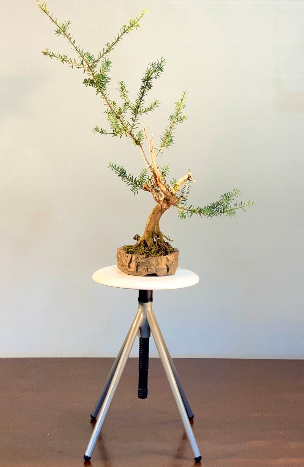 Visual documentation of the 1st ‘change of dress’ on our native Podocarpus&nbsp;Tōtara.