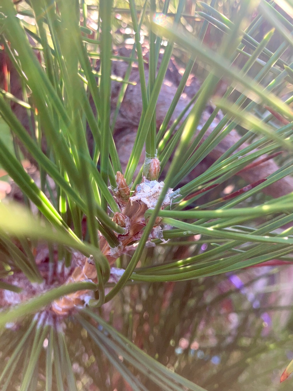 How strong is your  Japanese Black Pine mid-development?