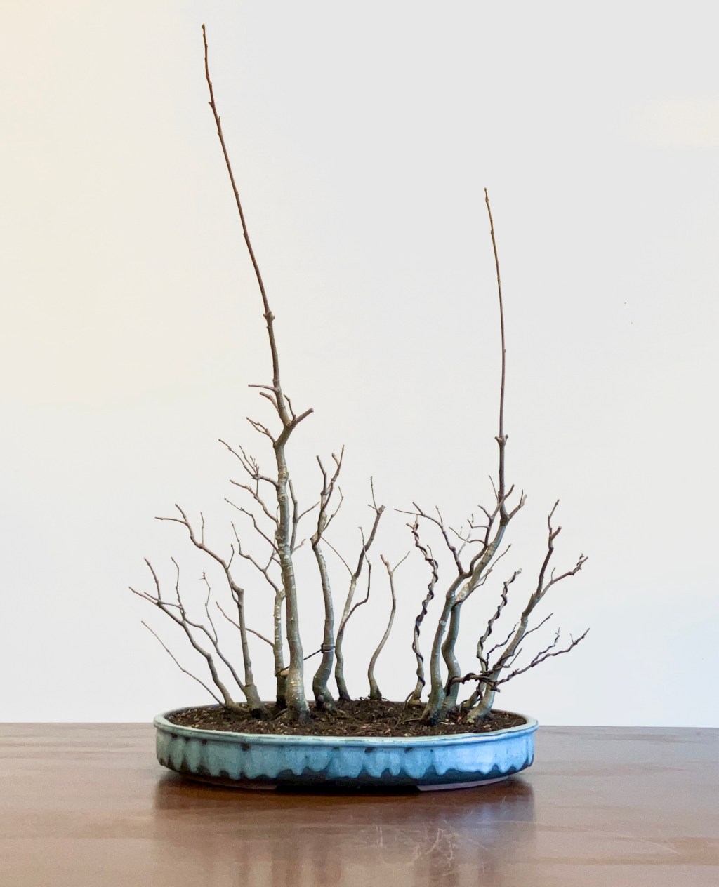 Deciduous leaf drop pruning season – time to be intentional and forward&nbsp;thinking.