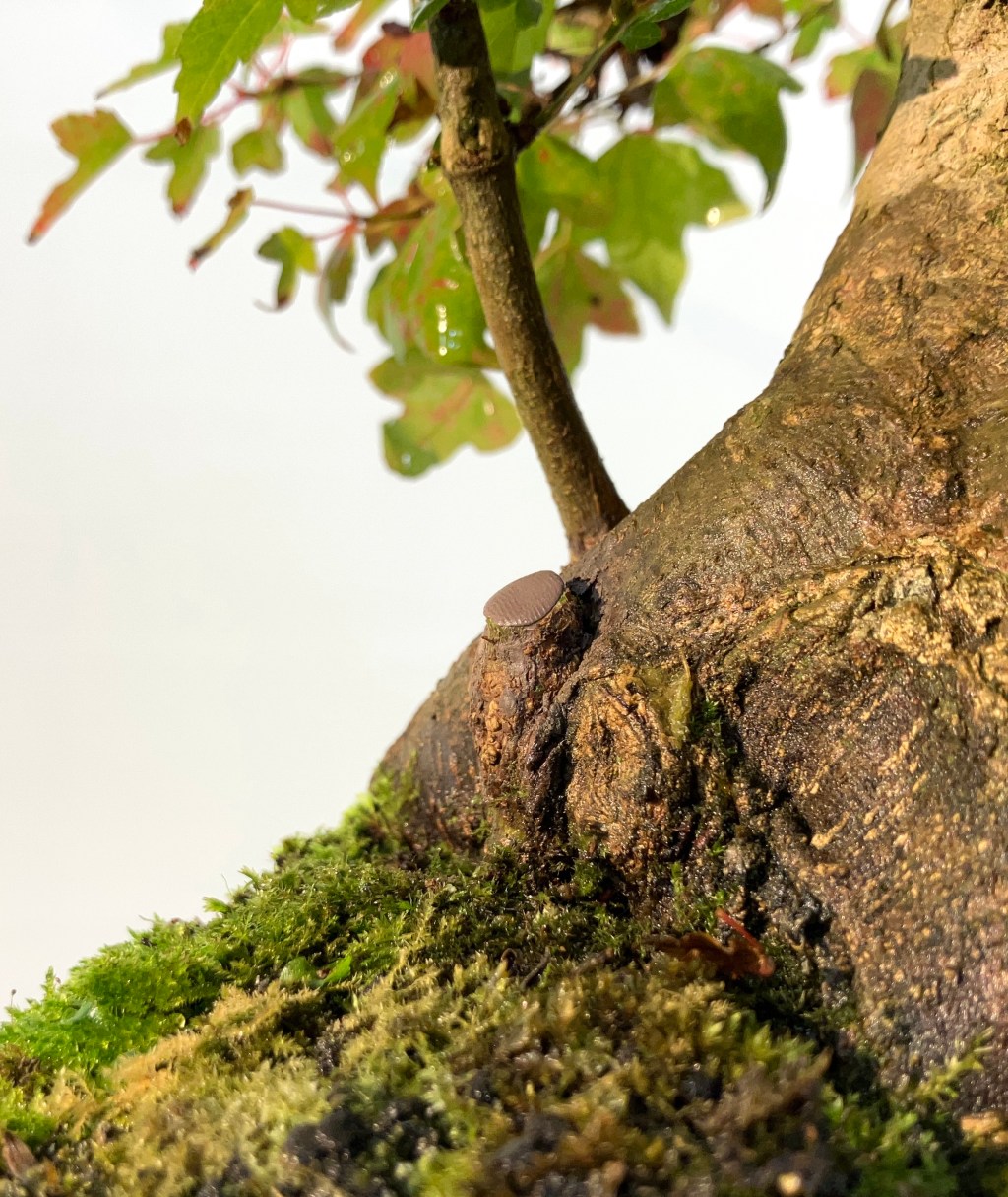 What’s in the workshop? – Assessing root grafts on a Trident&nbsp;Maple.