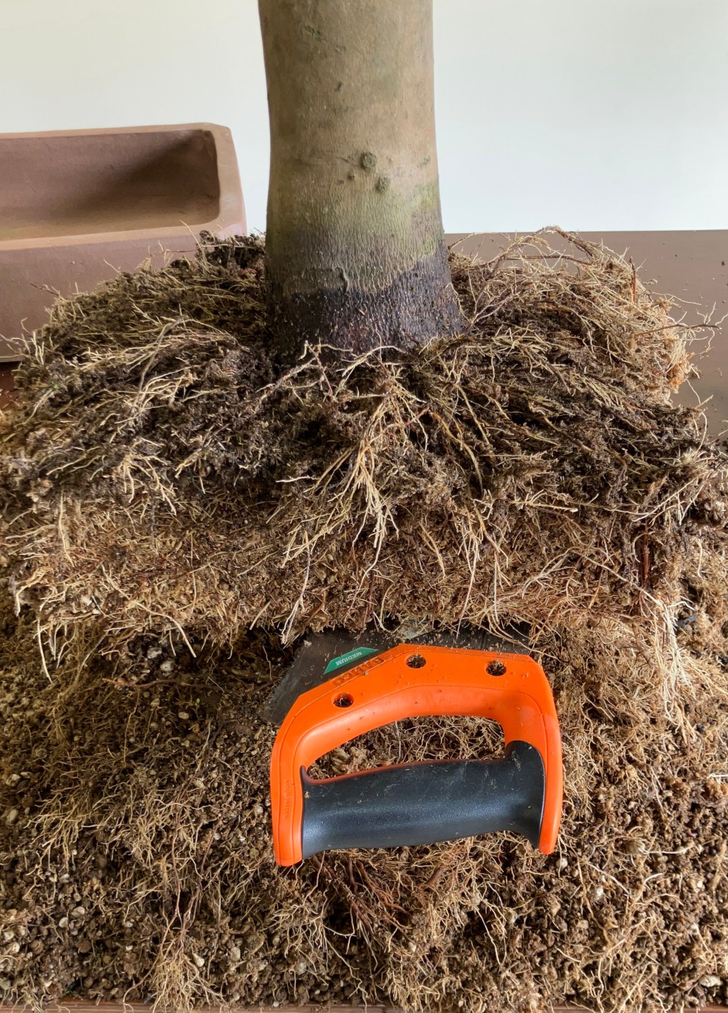 Successfully Ground Layering a Camelia –&nbsp;Update.