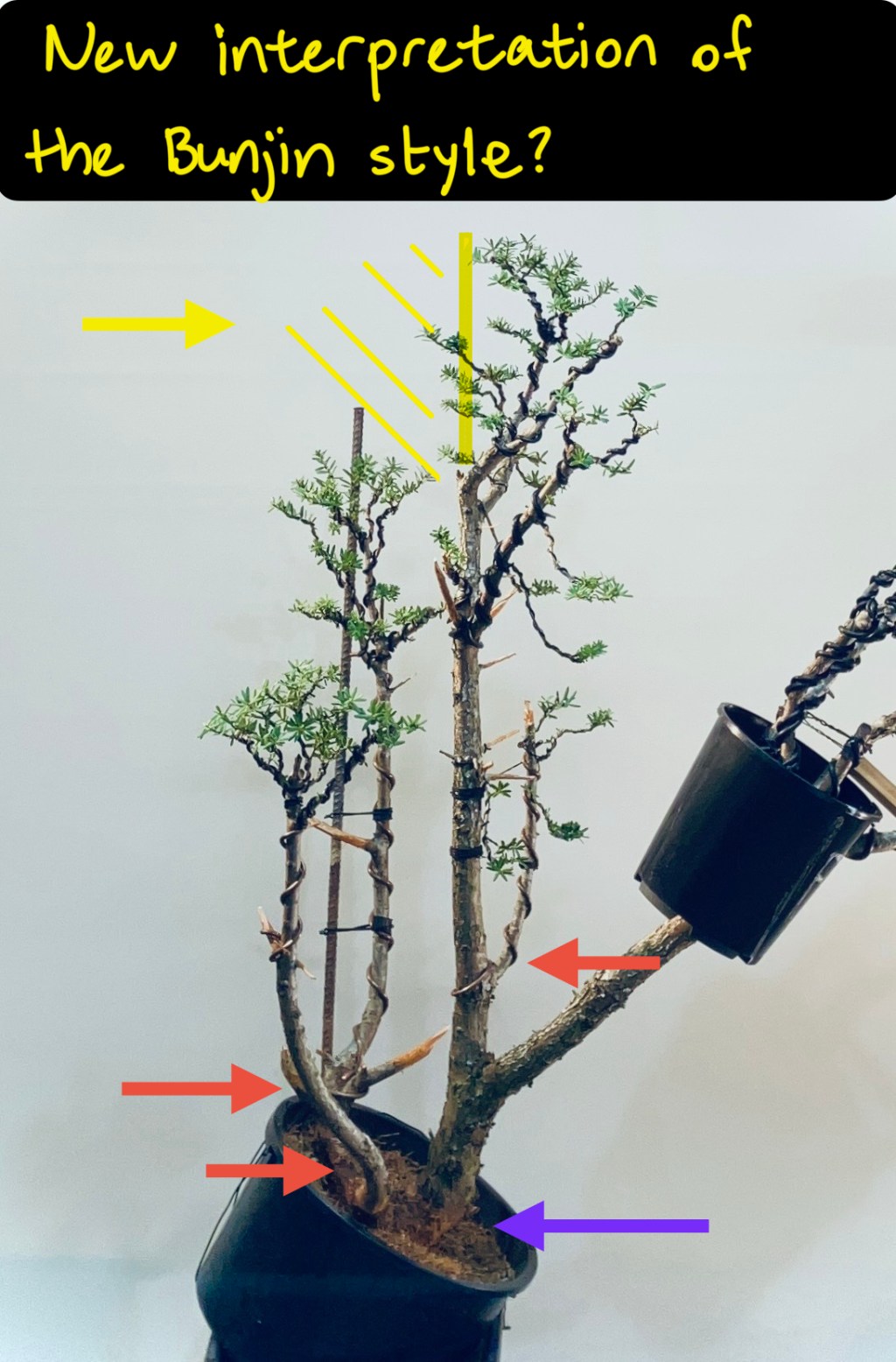 ‘Reiterative growth’ a new branch of the Bunjin&nbsp;style.