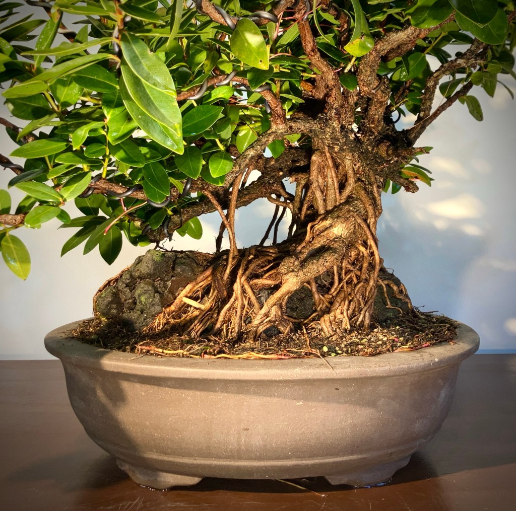 Metrosideros Excelsa ‘Pōhutukawa’ root over rock bonsai – Where’s the&nbsp;disconnect?