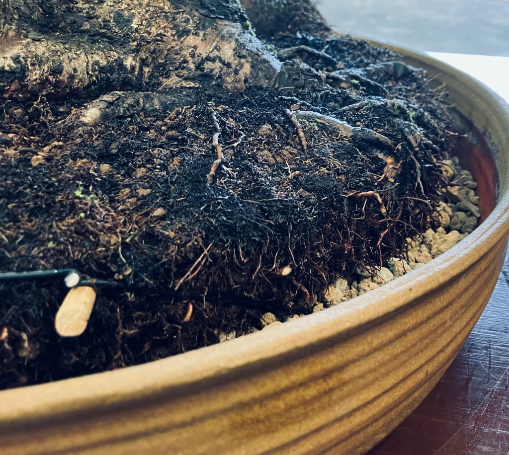 Repotting a collected Liquid&nbsp;Amber.