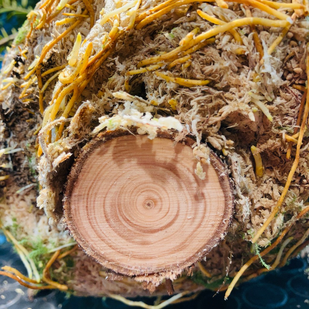 A 3 year visual journey of a +- 25yr old Podocarpus tree Air-layered and transformed into a Bunjin style bonsai.